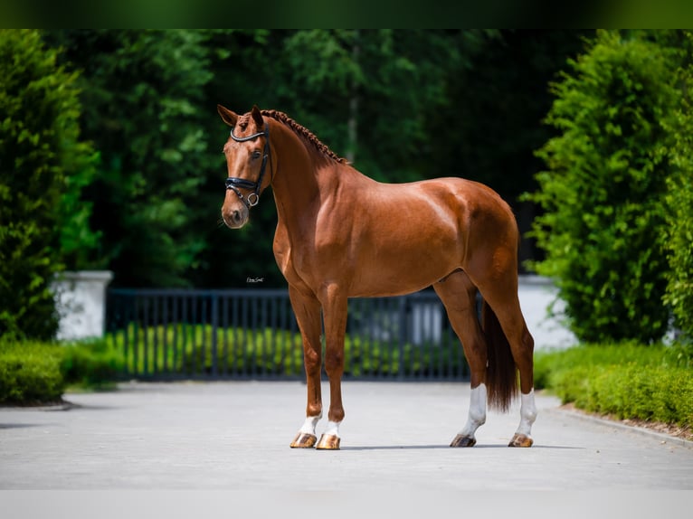Belgisches Warmblut Wallach 3 Jahre 172 cm Dunkelfuchs in Mol