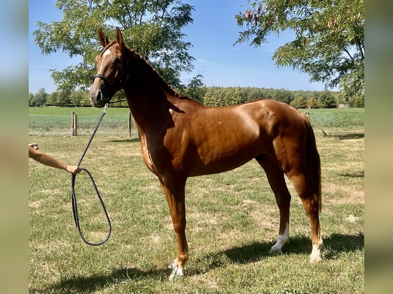 Belgisches Warmblut Wallach 3 Jahre 172 cm Fuchs in Lendva