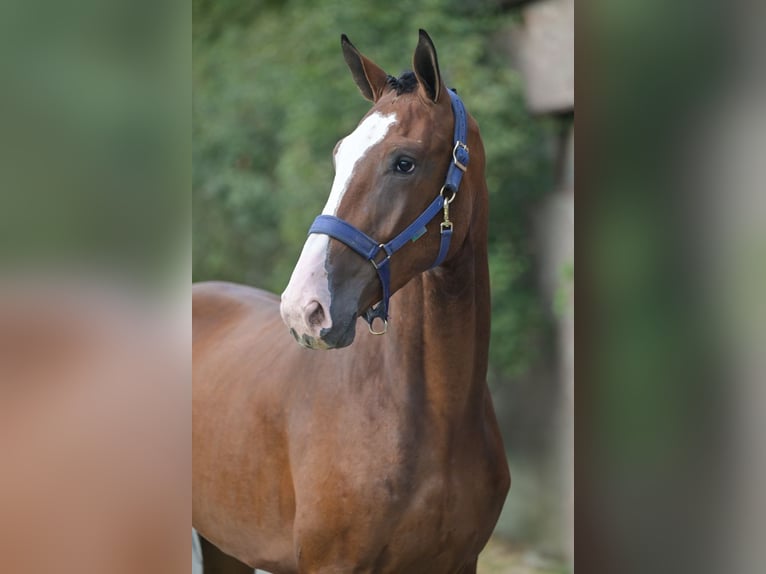 Belgisches Warmblut Wallach 3 Jahre 172 cm Rotbrauner in Zelle