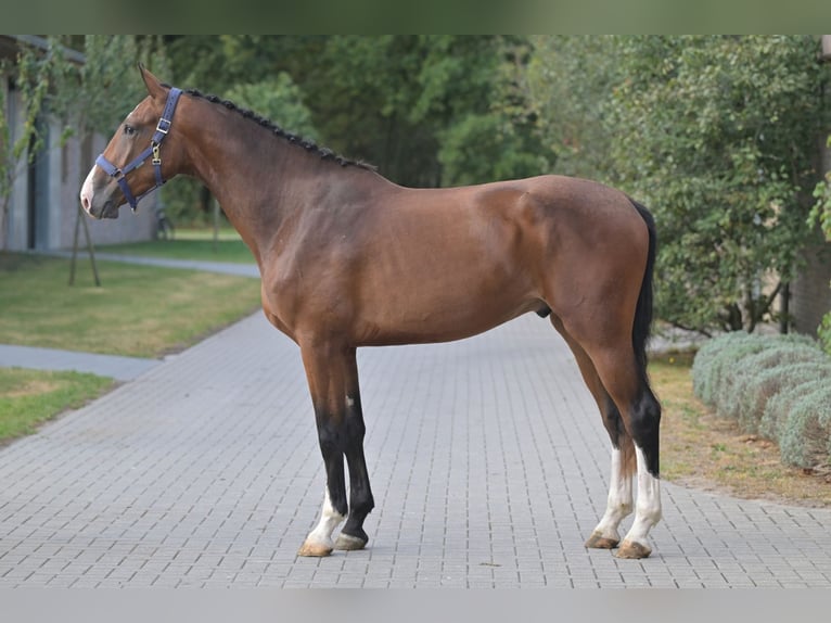 Belgisches Warmblut Wallach 3 Jahre 172 cm Rotbrauner in Zelle