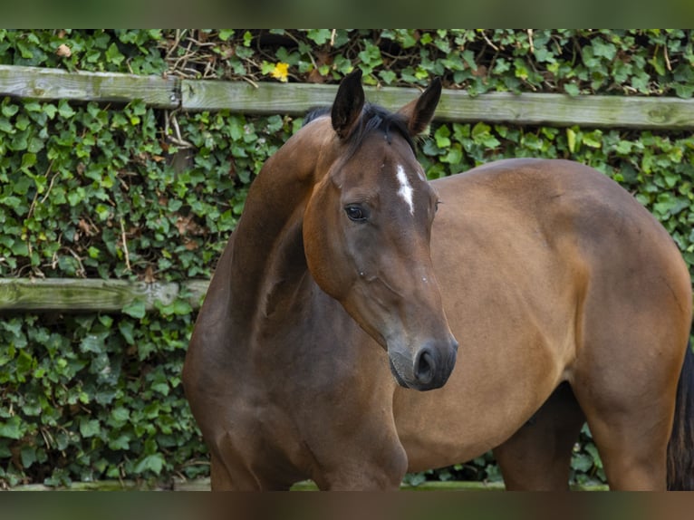 Belgisches Warmblut Wallach 3 Jahre 173 cm Brauner in Waddinxveen