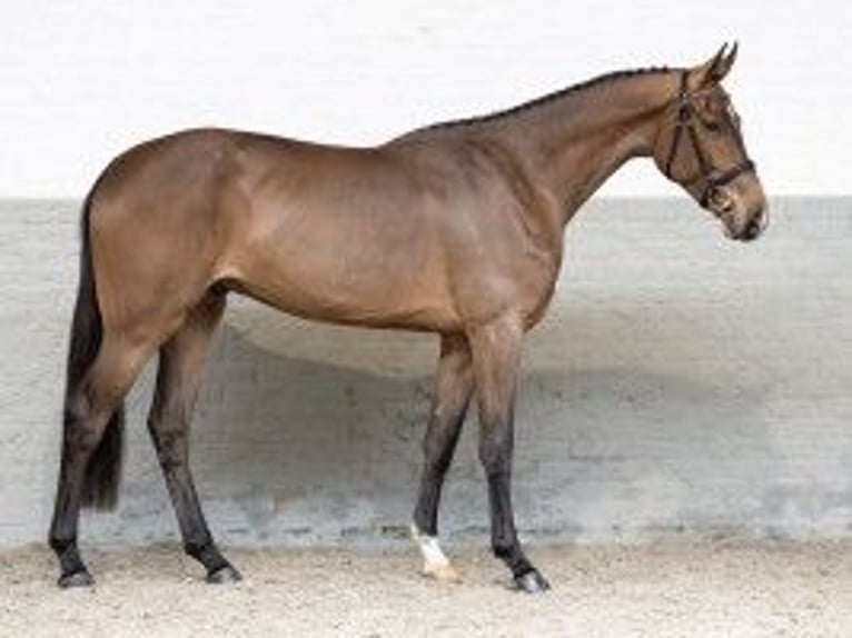 Belgisches Warmblut Wallach 3 Jahre 174 cm Hellbrauner in Heerde