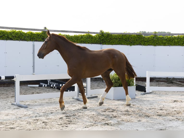Belgisches Warmblut Wallach 3 Jahre 175 cm Fuchs in Waddinxveen