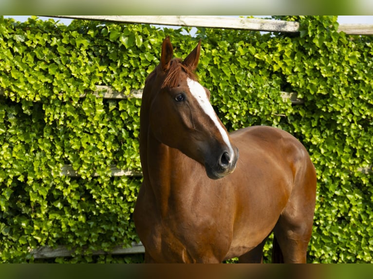 Belgisches Warmblut Wallach 3 Jahre 175 cm Fuchs in Waddinxveen