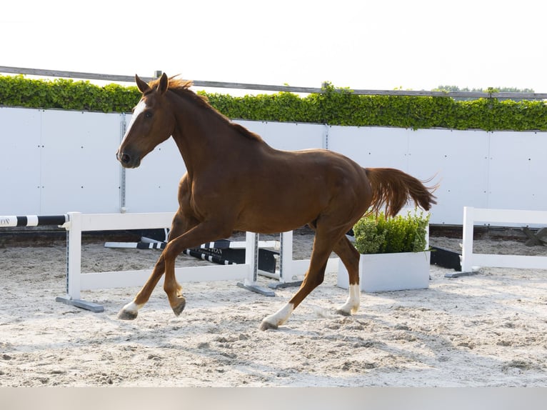 Belgisches Warmblut Wallach 3 Jahre 175 cm Fuchs in Waddinxveen