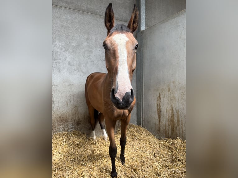 Belgisches Warmblut Wallach 3 Jahre Brauner in Gooik