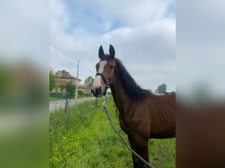 Belgisches Warmblut Wallach 3 Jahre Brauner in Gooik