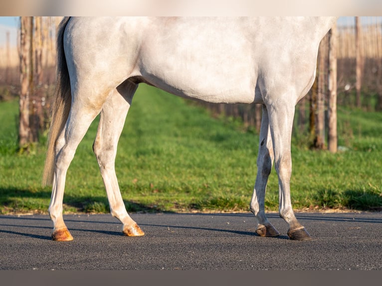 Belgisches Warmblut Wallach 4 Jahre 135 cm Schimmel in Grote Brogel