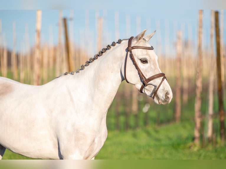 Belgisches Warmblut Wallach 4 Jahre 135 cm Schimmel in Grote Brogel