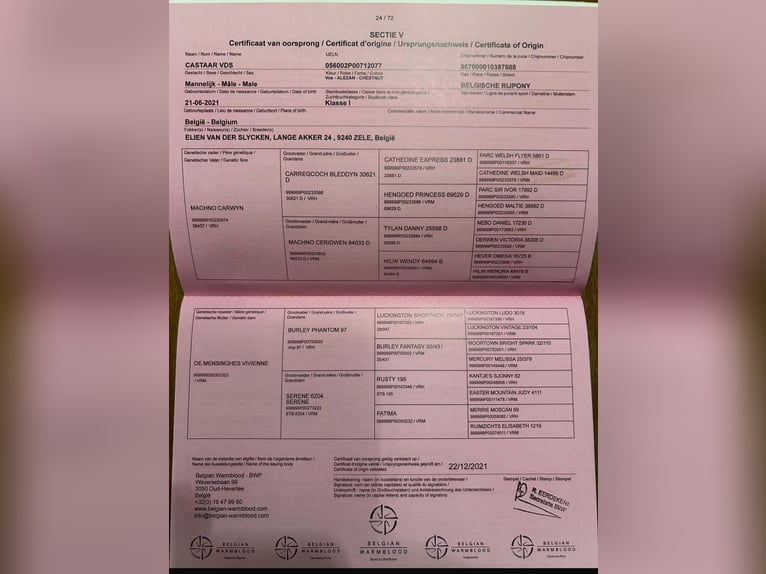 Belgisches Warmblut Wallach 4 Jahre 144 cm Fuchs in Den Ham