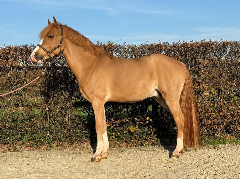Belgisches Warmblut Wallach 4 Jahre 144 cm Fuchs in Den Ham