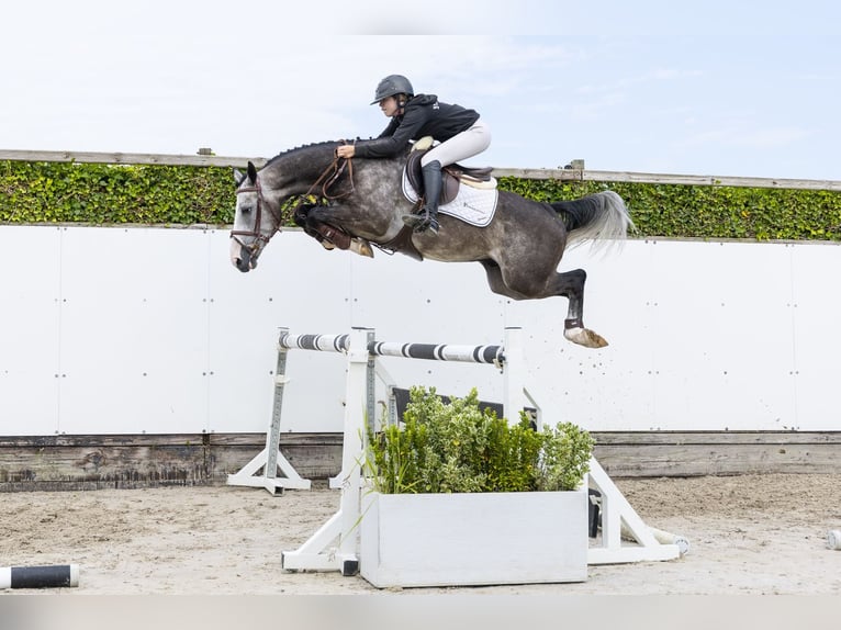Belgisches Warmblut Wallach 4 Jahre 159 cm Schimmel in Waddinxveen
