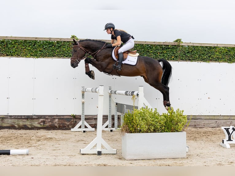 Belgisches Warmblut Wallach 4 Jahre 160 cm Dunkelbrauner in Waddinxveen