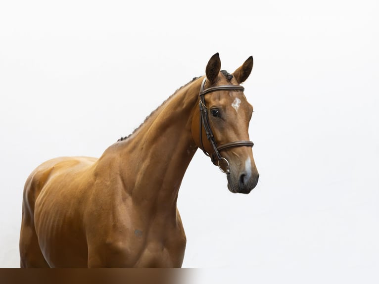 Belgisches Warmblut Wallach 4 Jahre 162 cm Brauner in Waddinxveen