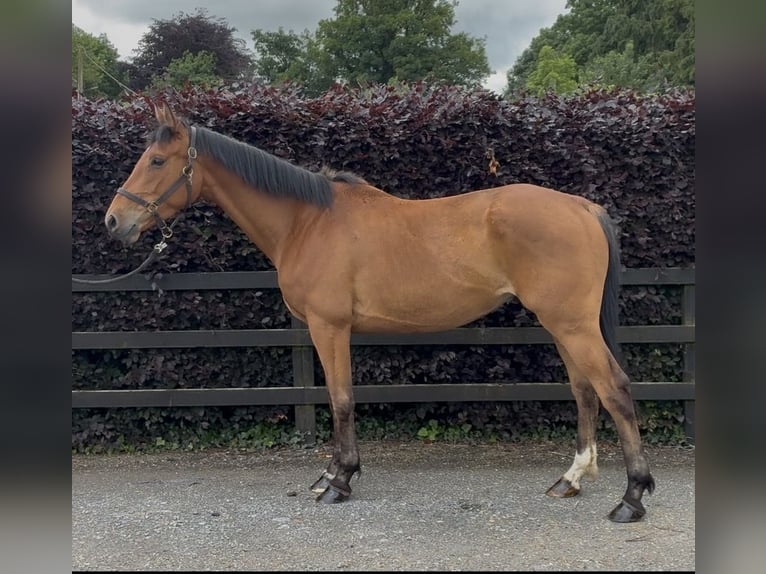 Belgisches Warmblut Wallach 4 Jahre 163 cm Hellbrauner in Tipperary