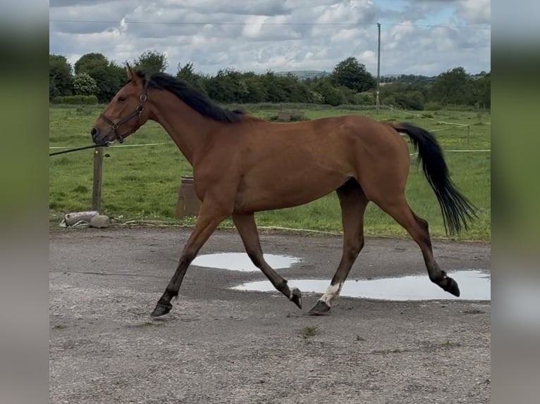 Belgisches Warmblut Wallach 4 Jahre 163 cm Hellbrauner in Tipperary