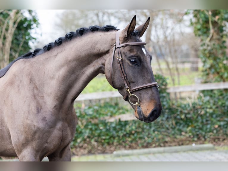 Belgisches Warmblut Wallach 4 Jahre 163 cm  in Heerde