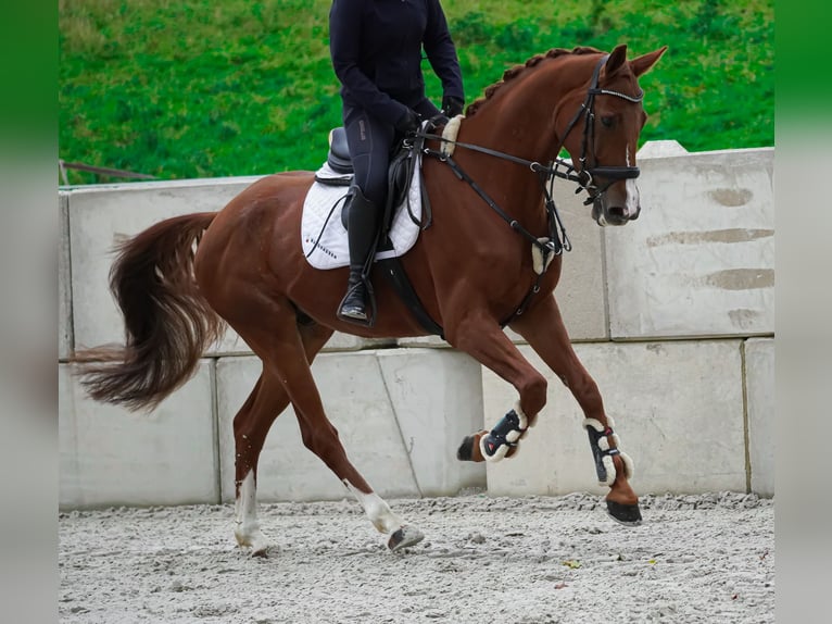 Belgisches Warmblut Wallach 4 Jahre 164 cm Fuchs in Nettersheim