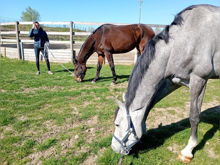 Belgisches Warmblut Wallach 4 Jahre 164 cm Schimmel in Fuente El Saz De Jarama