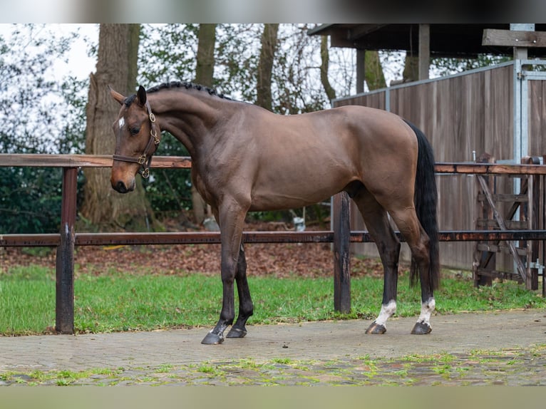 Belgisches Warmblut Wallach 4 Jahre 164 cm  in GROTE-BROGEL