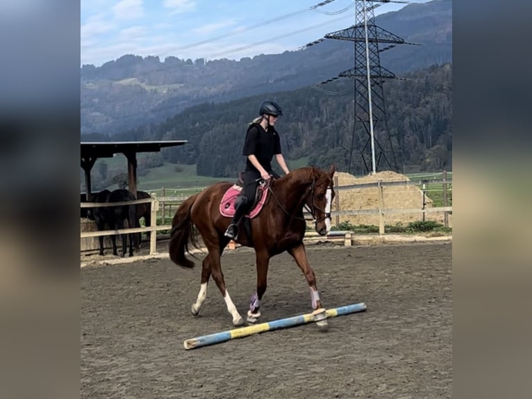 Belgisches Warmblut Wallach 4 Jahre 165 cm Fuchs in Schlins