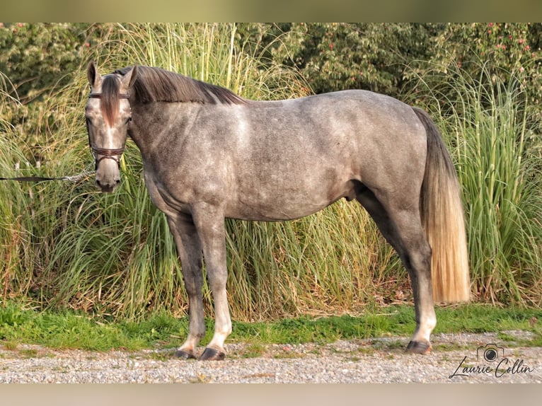 Belgisches Warmblut Wallach 4 Jahre 165 cm Schimmel in Flémalle