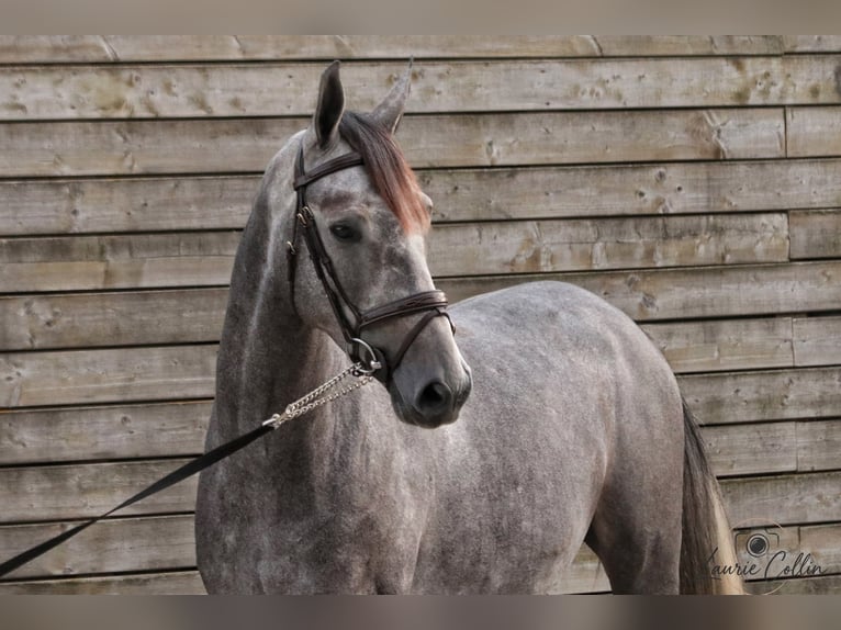 Belgisches Warmblut Wallach 4 Jahre 165 cm Schimmel in Flémalle