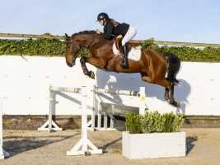 Belgisches Warmblut Wallach 4 Jahre 167 cm Brauner in Waddinxveen