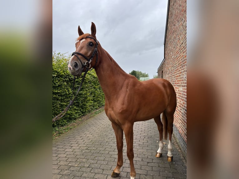 Belgisches Warmblut Wallach 4 Jahre 167 cm Fuchs in Zele