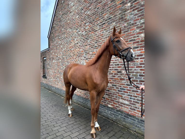 Belgisches Warmblut Wallach 4 Jahre 167 cm Fuchs in Zele