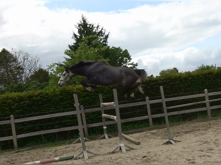 Belgisches Warmblut Wallach 4 Jahre 167 cm Schimmel in Oppuurs