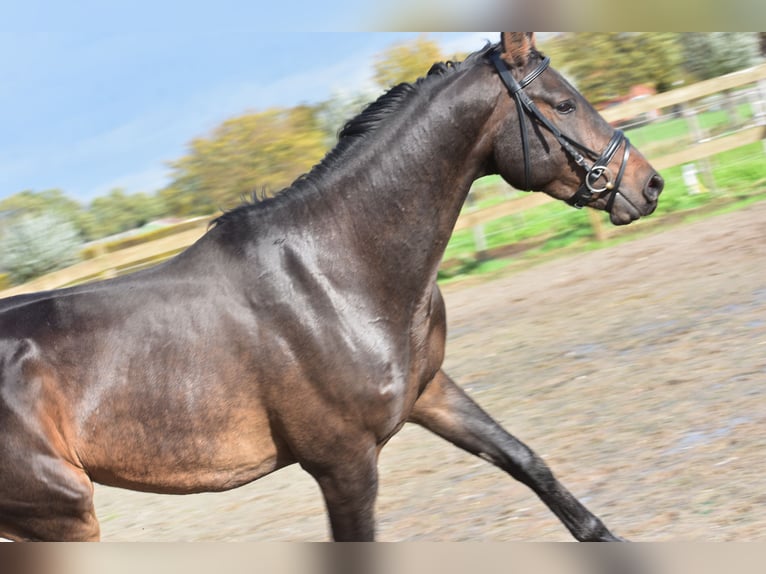 Belgisches Warmblut Wallach 4 Jahre 168 cm Dunkelbrauner in Achtmaal