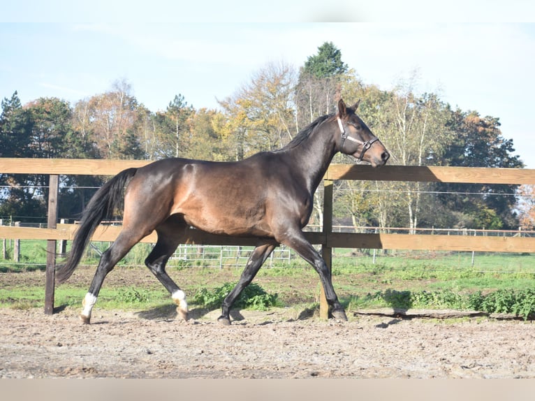 Belgisches Warmblut Wallach 4 Jahre 168 cm Dunkelbrauner in Achtmaal