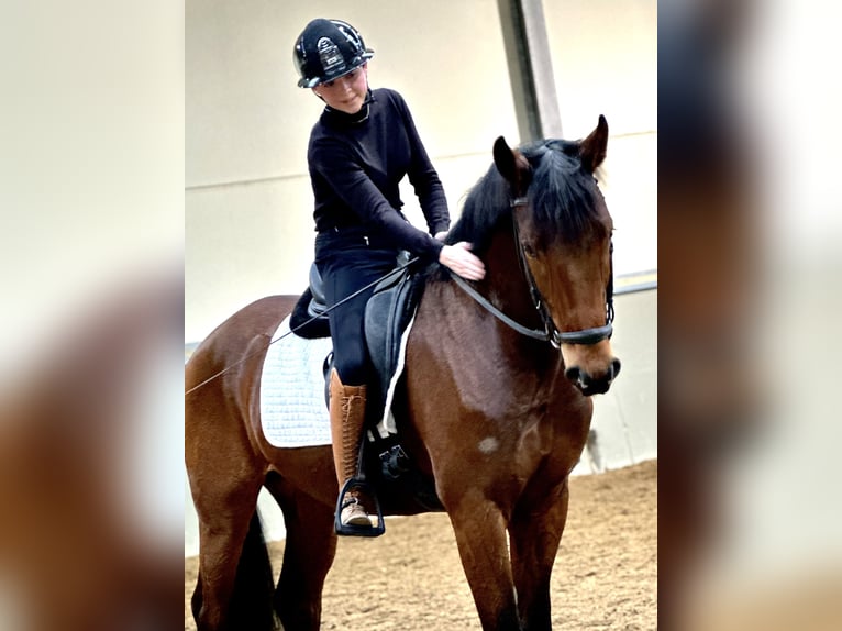 Belgisches Warmblut Wallach 4 Jahre 168 cm Dunkelbrauner in Kortenaken