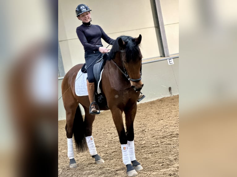 Belgisches Warmblut Wallach 4 Jahre 168 cm Dunkelbrauner in Kortenaken