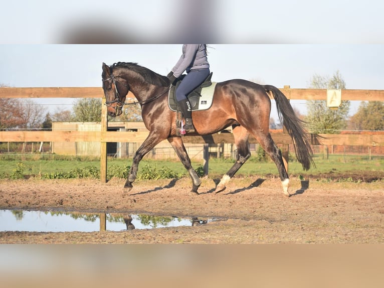 Belgisches Warmblut Wallach 4 Jahre 168 cm Dunkelbrauner in Achtmaal