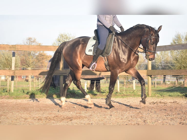 Belgisches Warmblut Wallach 4 Jahre 168 cm Dunkelbrauner in Achtmaal