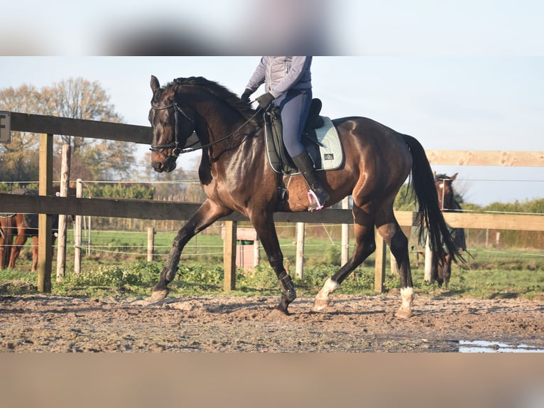 Belgisches Warmblut Wallach 4 Jahre 168 cm Dunkelbrauner in Achtmaal