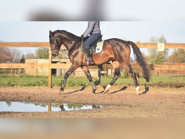 Belgisches Warmblut Wallach 4 Jahre 168 cm Dunkelbrauner in Achtmaal