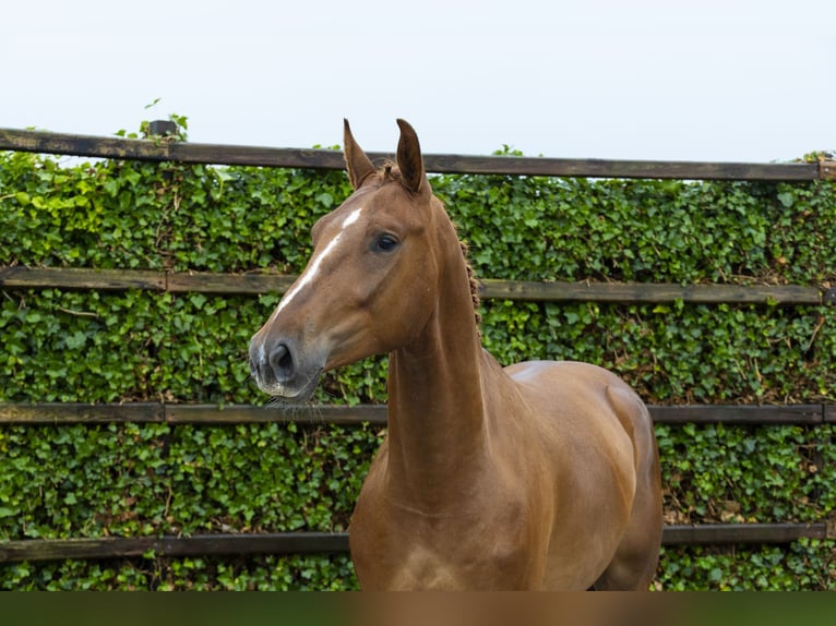 Belgisches Warmblut Wallach 4 Jahre 168 cm Fuchs in Waddinxveen