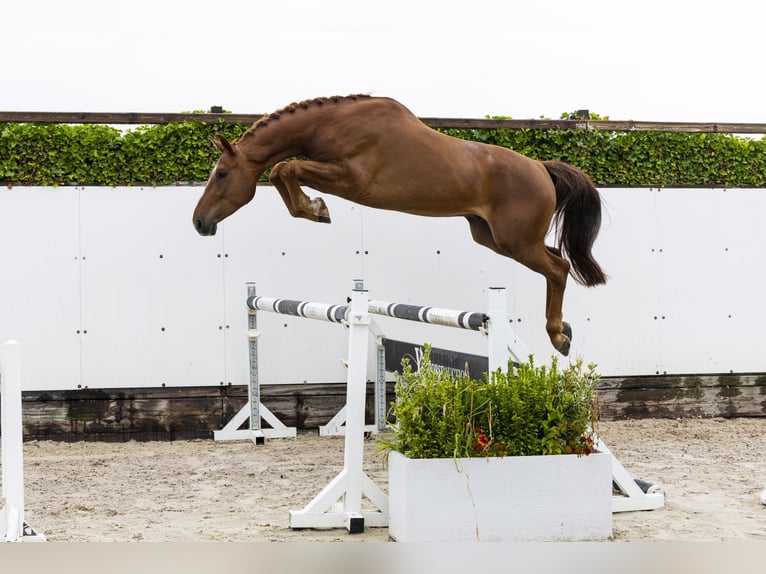 Belgisches Warmblut Wallach 4 Jahre 168 cm Fuchs in Waddinxveen