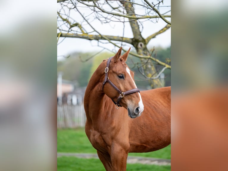 Belgisches Warmblut Wallach 4 Jahre 168 cm  in GROTE-BROGEL