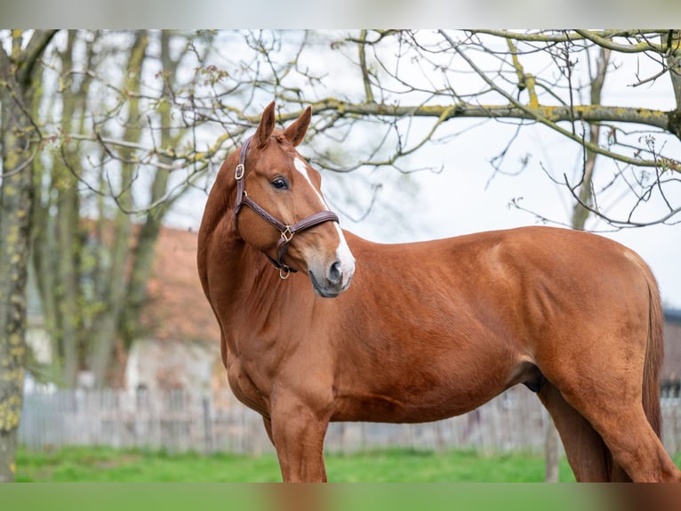 Belgisches Warmblut Wallach 4 Jahre 168 cm  in GROTE-BROGEL