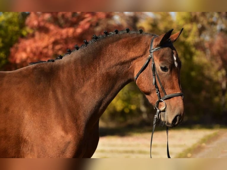Belgisches Warmblut Wallach 4 Jahre 170 cm Brauner in Debrecen