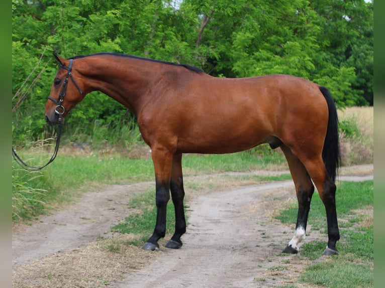 Belgisches Warmblut Wallach 4 Jahre 170 cm Brauner in Gyula