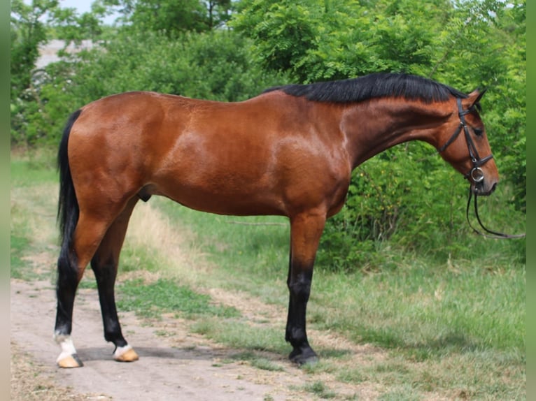 Belgisches Warmblut Wallach 4 Jahre 170 cm Brauner in Gyula