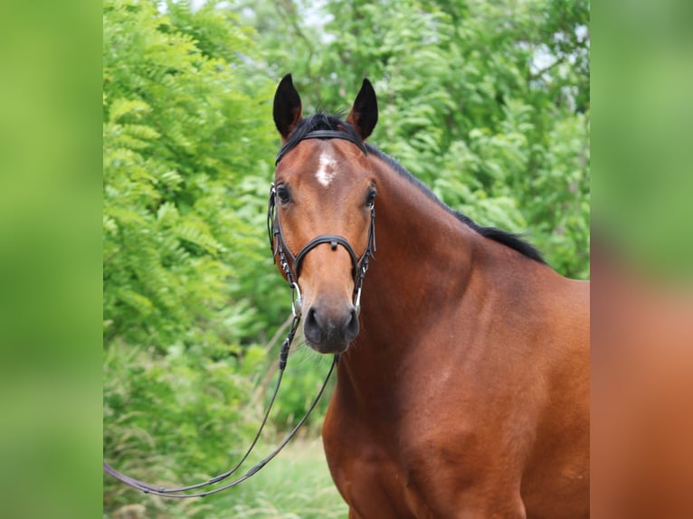 Belgisches Warmblut Wallach 4 Jahre 170 cm Brauner in Gyula