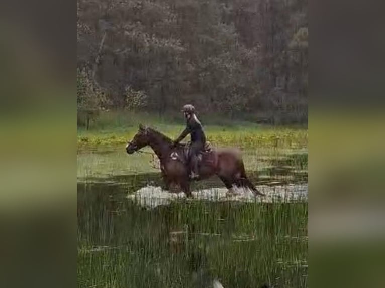 Belgisches Warmblut Wallach 4 Jahre 170 cm Dunkelfuchs in Ansen