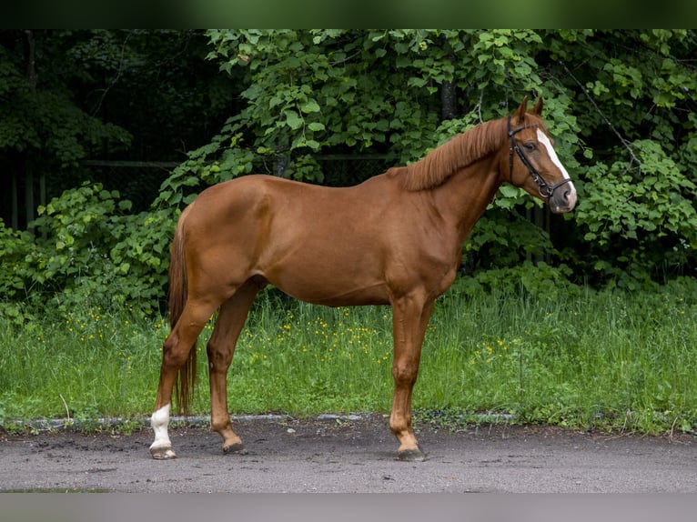 Belgisches Warmblut Wallach 4 Jahre 170 cm Dunkelfuchs in Krėslynai,Jonavos raj.