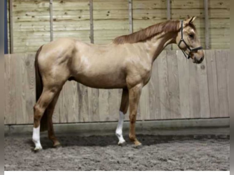 Belgisches Warmblut Wallach 4 Jahre 170 cm Fuchs in Oberstadion